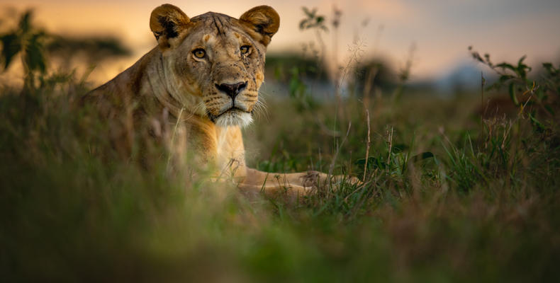   Singita Serengeti