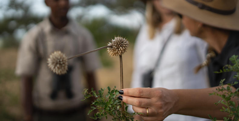   Singita Serengeti