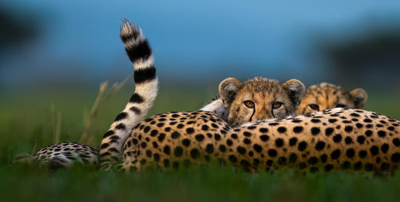   Singita Serengeti