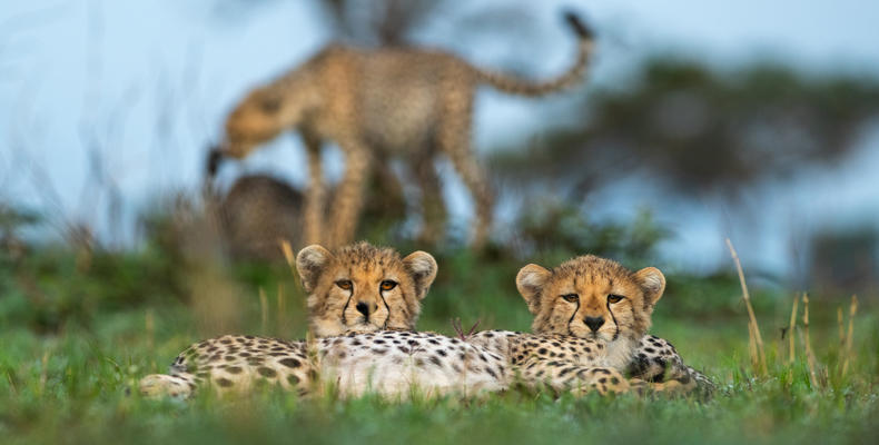   Singita Serengeti