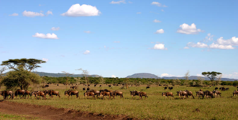   Singita Serengeti