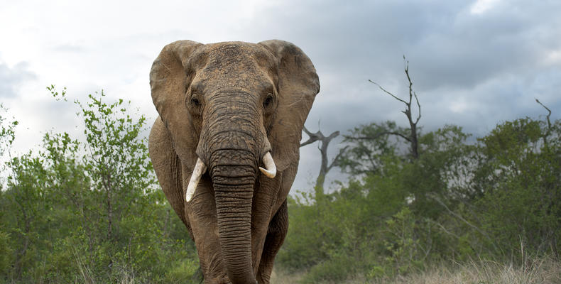   Singita Serengeti