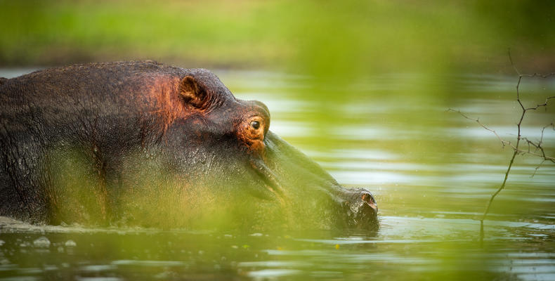   Singita Serengeti