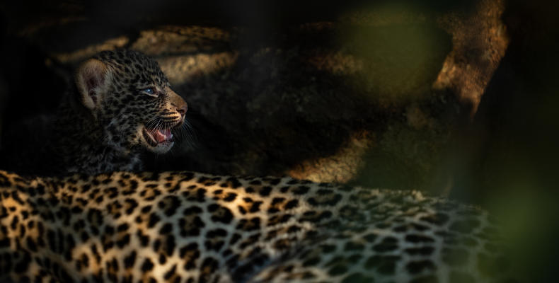   Singita Serengeti