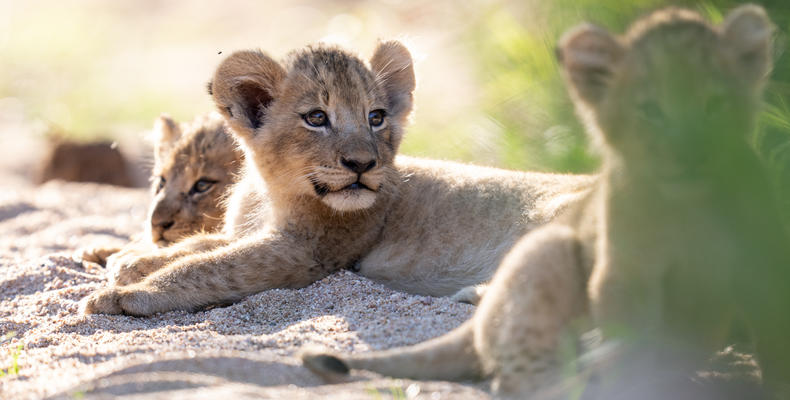   Singita Serengeti