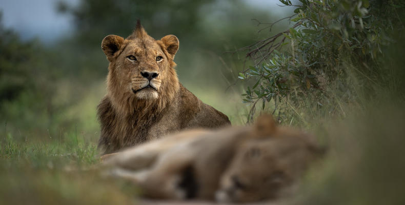   Singita Serengeti