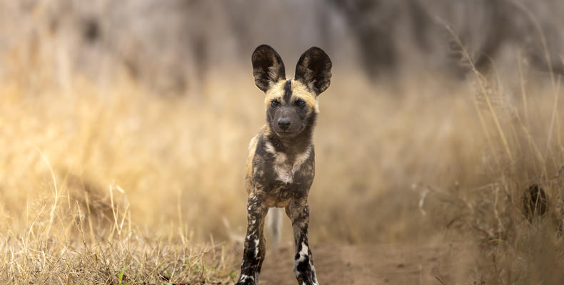 Fitzpatrick's at Jock | Villa