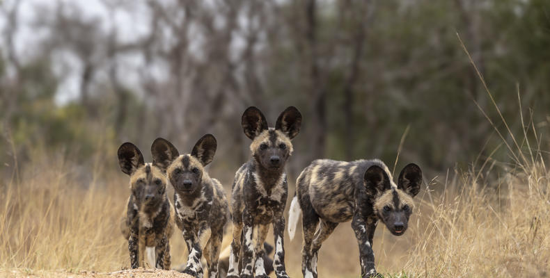 Fitzpatrick's at Jock | Villa