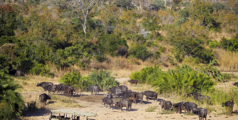 Fitzpatrick's Villa at Jock Safari Lodge