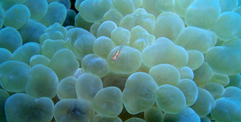 Diving
