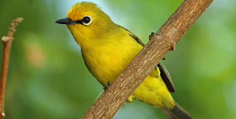 Birds - Pemba White-Eye