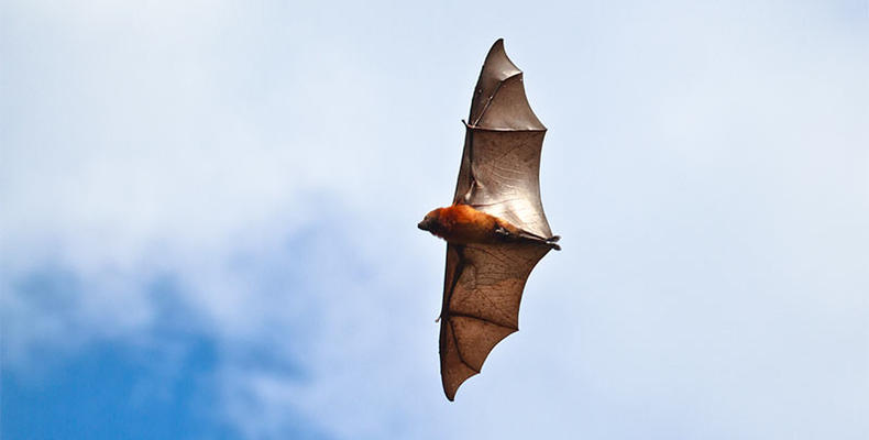 Birds - Pemba Flying Fox 