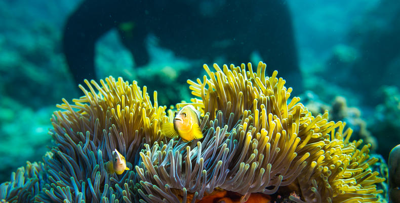 Diving at Manta
