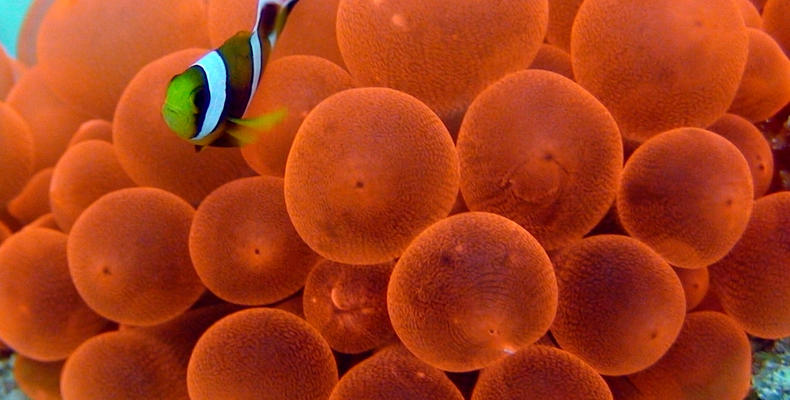 Anemone Fish