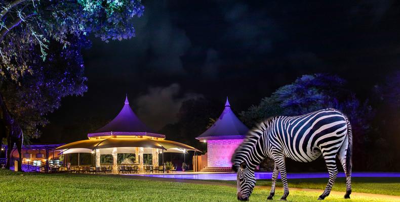 Zebra at Shungu Pool 