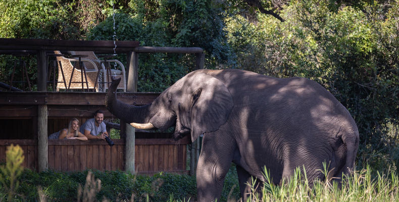 Elephant Hide