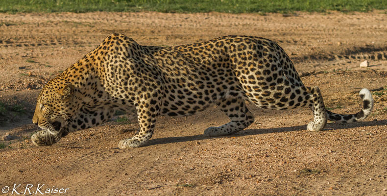 Thornybush Nature Reserve