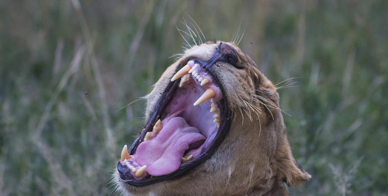 Thornybush Nature Reserve