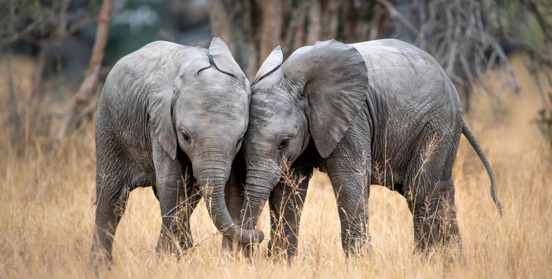 Singita Boulders Lodge