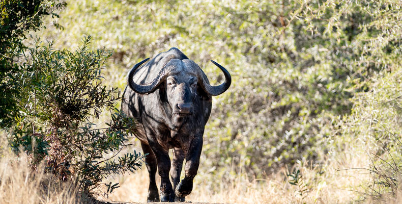 Singita Boulders Lodge