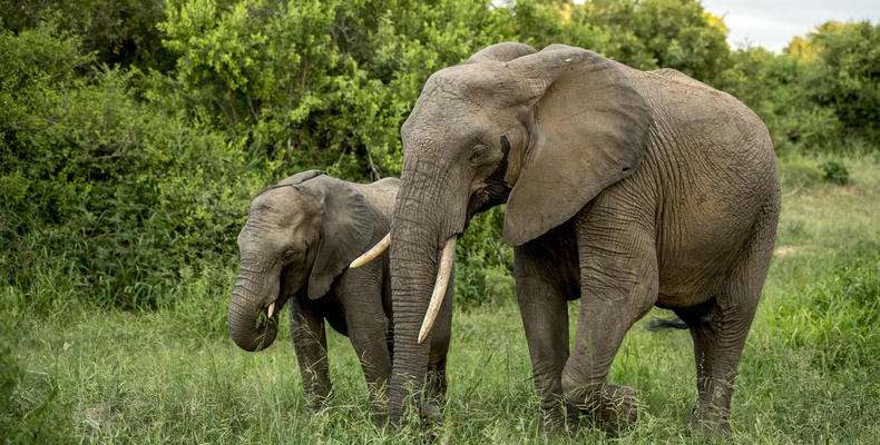 Singita Boulders Lodge