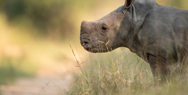 Singita Boulders Lodge