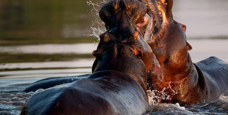 Singita Boulders Lodge