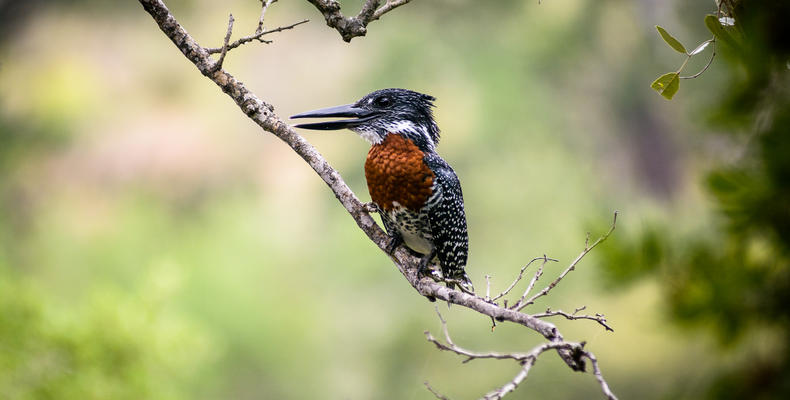Singita Sweni Lodge