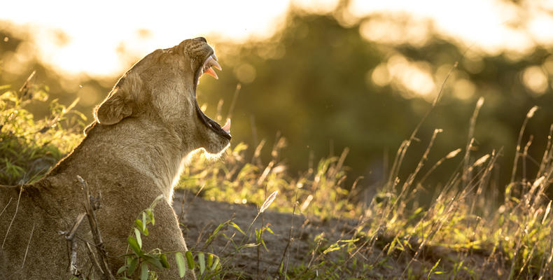 Singita Sweni Lodge