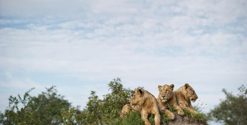 Singita Lebombo Lodge