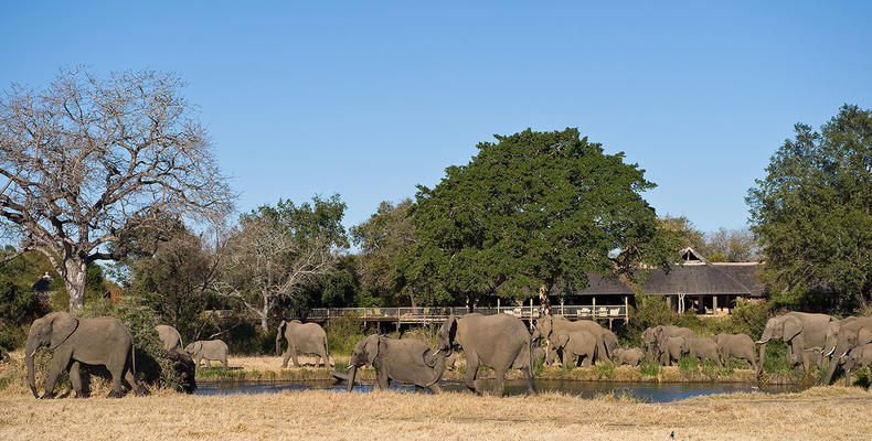Elephants at Lodge