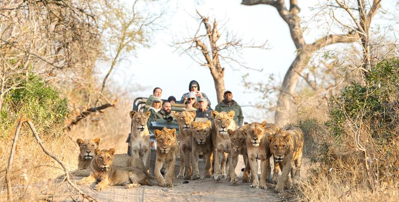 Game Drive with Lions