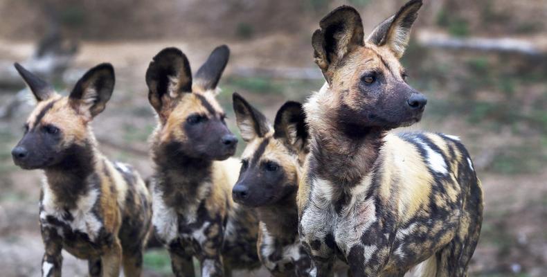 Wild Dogs