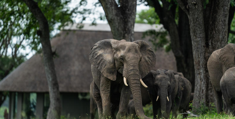 Elephants around Camp