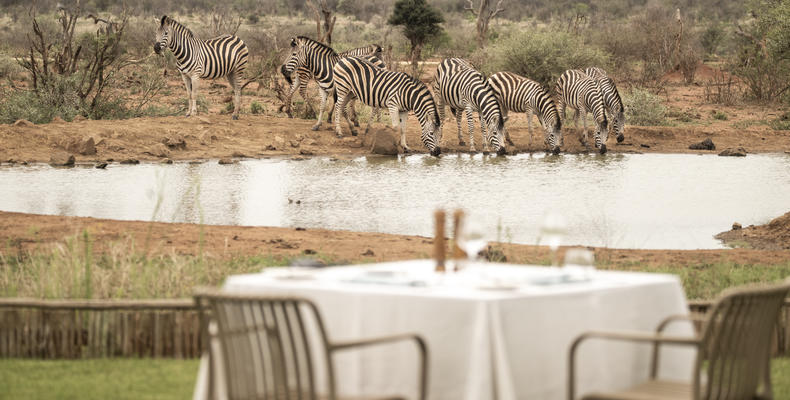 Lelapa Camp Pool - Zebras visiting