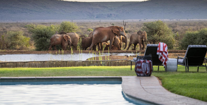 Lelapa Camp pool - Elephants visiting