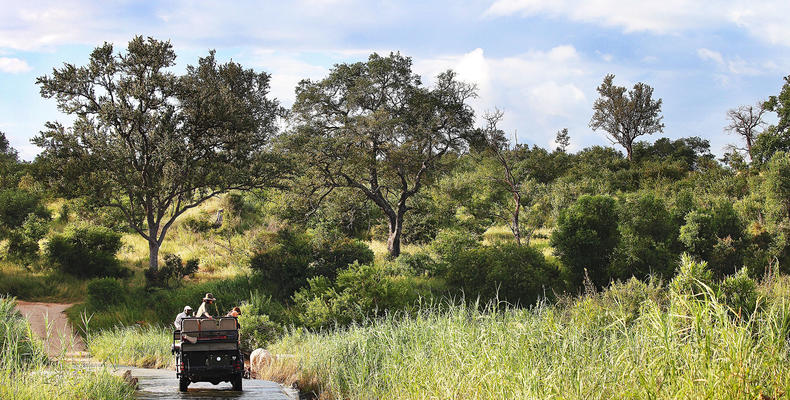 On safari at Londolozi