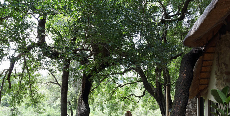 Londolozi Healing House 