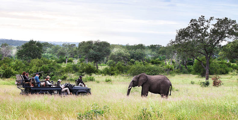 On safari at Londolozi 