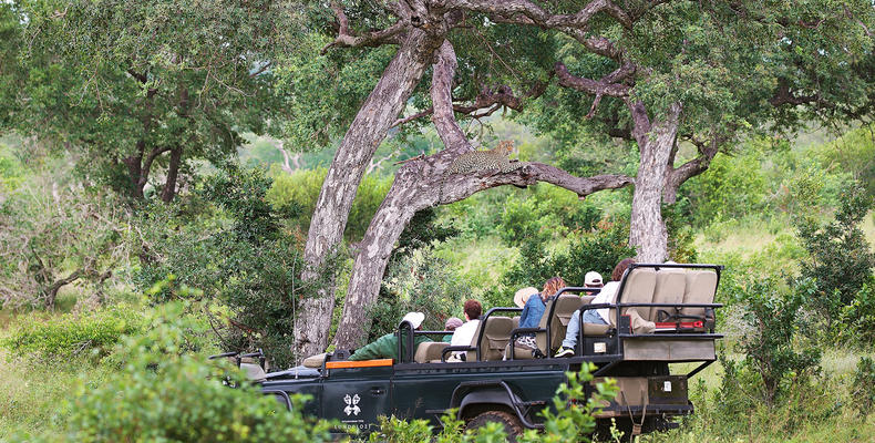 On safari at Londolozi 