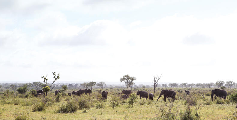 Elephants in Open Areas