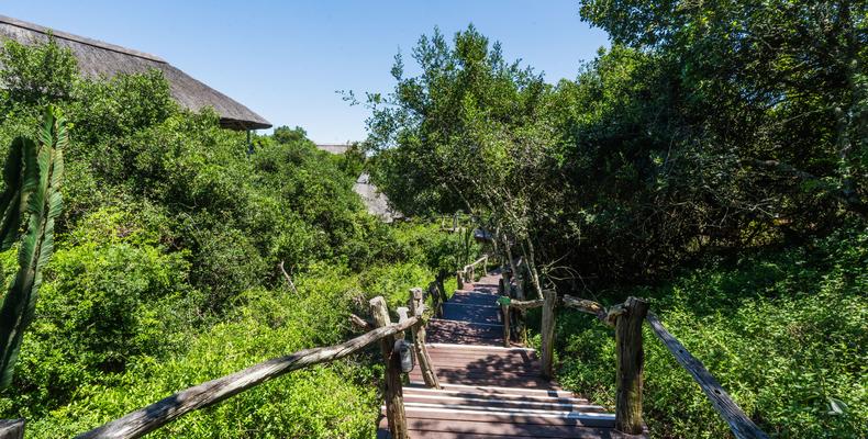 Lalibela Wildlife Reserve - Tree Tops