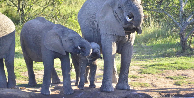 Game viewing at Lalibela Game Reserve 