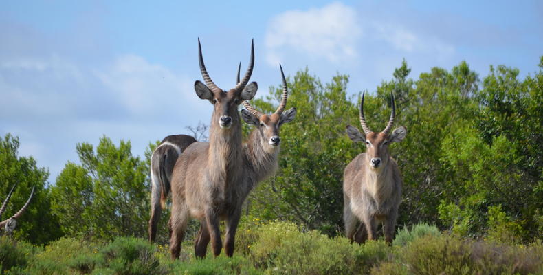Game viewing at Lalibela Game Reserve 