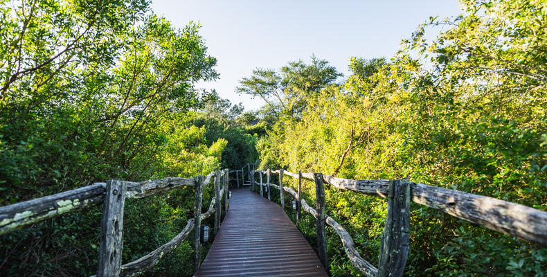 Lalibela Wildlife Reserve - Marks Camp 