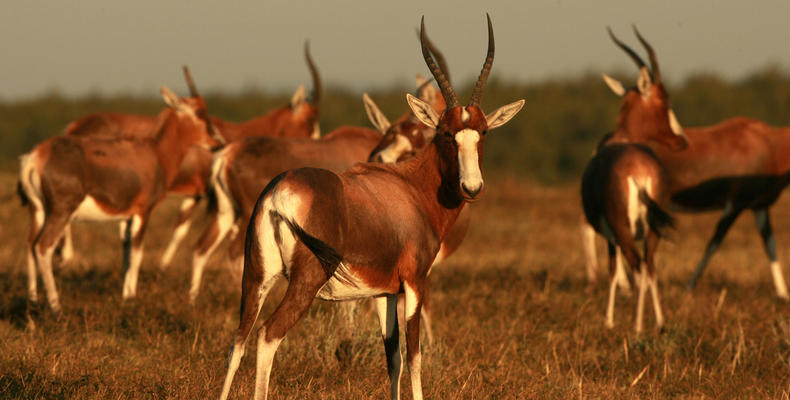 Game viewing at Lalibela Game Reserve 