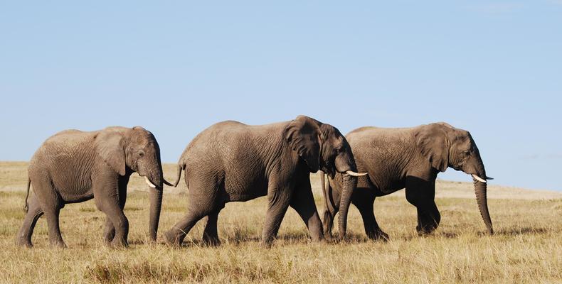 Game viewing at Lalibela Game Reserve 