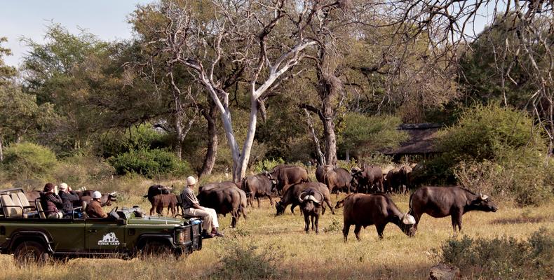 Herd of Buffalo at Kings Camp