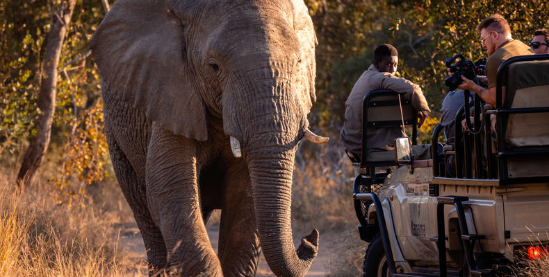 Kapama Wildlife Big Five Safari