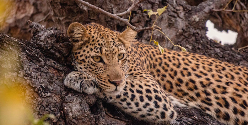 Kapama Wildlife Big Five Safari